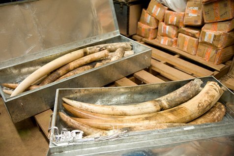 Foto INTERPOL             -