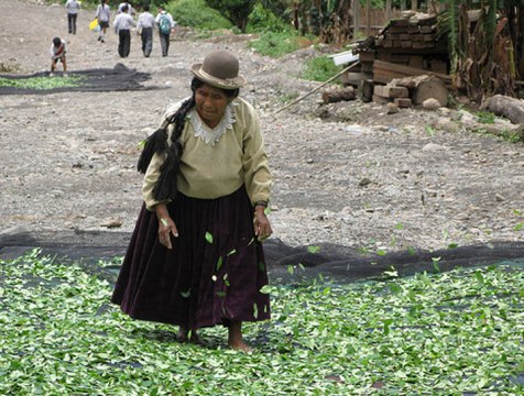 Secado de hojas de coca