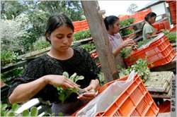 Mujeres trabajan en una plantación de coles de Bruselas en El Tejar, Guatemala. Read more: http://iipdigital.usembassy.gov/st/spanish/article/2014/08/20140805304877.html#ixzz39dZwN7av