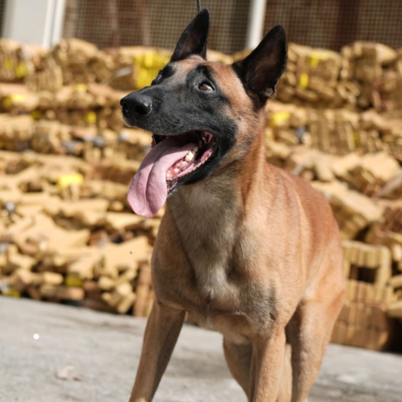 Mega operación contra  el narcoterrorismo en&nbsp;Brasil